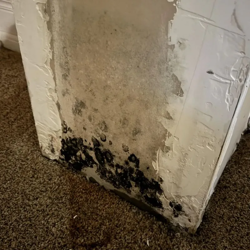 Professional Mold Removal in Blue Grass, IA